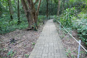 walkway in the jungle
