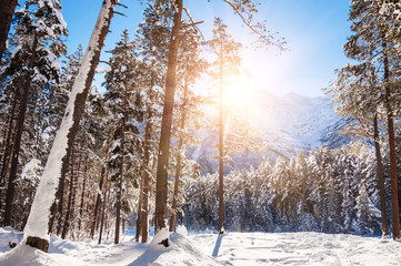 Winter forest and mountains at sunny day.