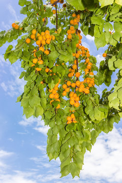 Ripe apricots on tree against the sky