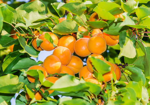Ripe apricots on tree