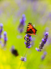 Colorful butterfly on lavender flowers