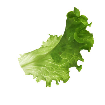 leaf fresh lettuce