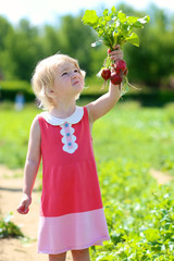 Adorable little kid picking radish in the farm. Cute toddler child harvesting healthy vegetables in the garden. Healthy bio food concept.