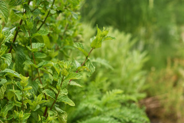 Mint in herbal garden.