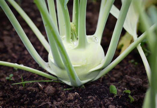 Close up of kohlrabi (German turnip, turnip cabbage) in garden.