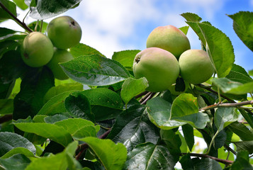 Ripening apples on tree.