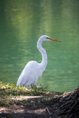 My toddler and I went to a park yesterday and we found a pretty white crane walked around there. Crane is a large bird and has long legs.