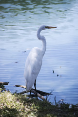 My toddler and I went to a park yesterday and we found a pretty white crane walked around there. Crane is a large bird and has long legs.