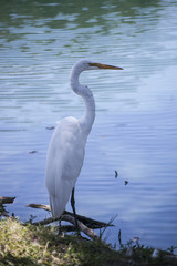My toddler and I went to a park yesterday and we found a pretty white crane walked around there. Crane is a large bird and has long legs.