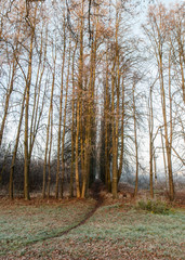 Obraz premium Frosted field