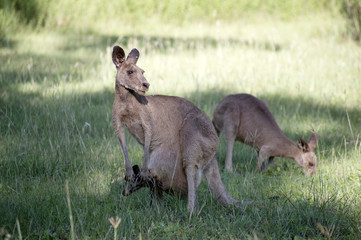 Naklejka na ściany i meble Wild kangaroo, Australia -2