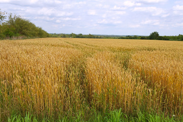 Growing wheat.