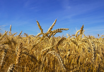 Growing wheat.