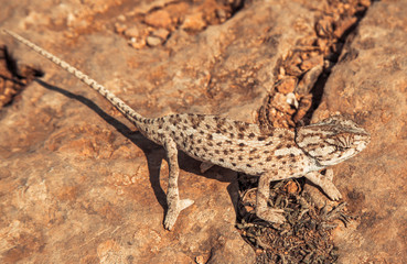 Chameleon