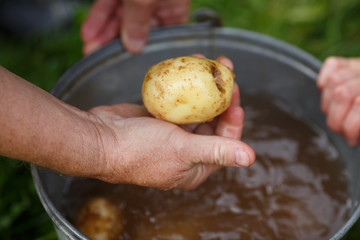 Potato harvesting