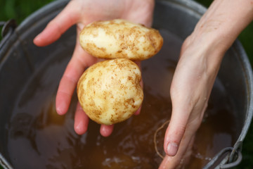 Potato harvesting