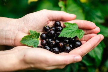 Blackcurrant picking