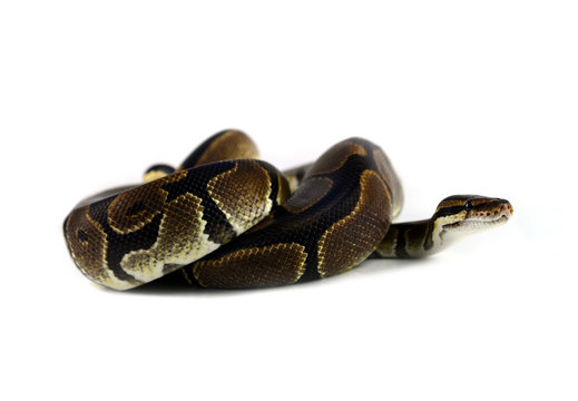 Royal Python or Ball Python in studio against a white background