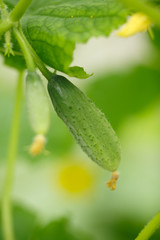 Tiny cucumber