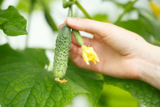 Tiny cucumber