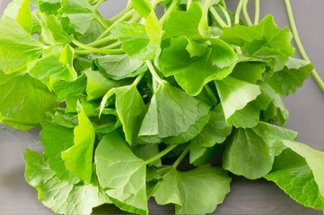 Close Up of Fresh Gotu Kola Plant