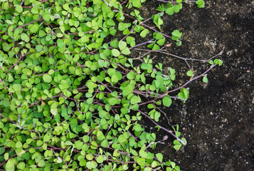 green wild cover plant spread over floor