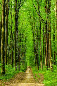 Fototapeta forest trees.