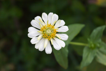 lovely white flower zinnia on nature background