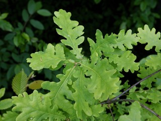 green leaves of oak tree