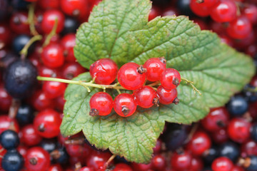 Красная и чёрная смородина