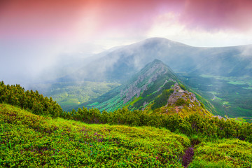 Colorful summer sunrise in the foggy Carpathian mountains.