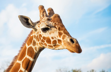 Portrait of a giraffe on blue sky background