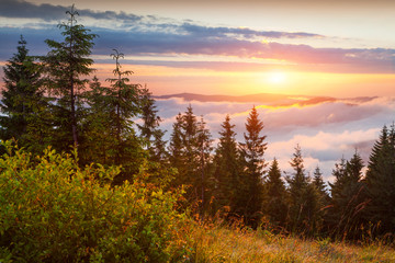 Naklejka na ściany i meble Colorful summer sunrise in the Carpathian mountains