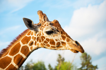 Giraffe head. Portrait of a curious giraffe
