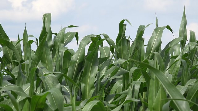 Field with maize plants