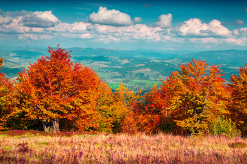 Colorful autumn morning in the Carpathian mountains