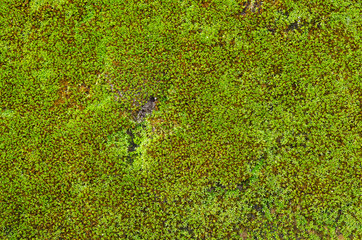 closeup Stone overgrown with moss
