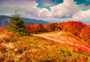 Colorful autumn morning in the Carpathian mountains