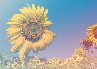 Flower in soft focus