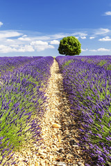A round tree in a lavender field