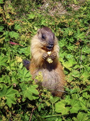 Marmot eating