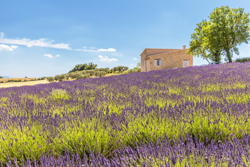 Provencal house in front of lavender fields