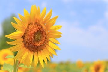 Fototapeta premium Yellow sunflowers