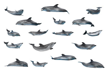 Naklejka premium dolphins