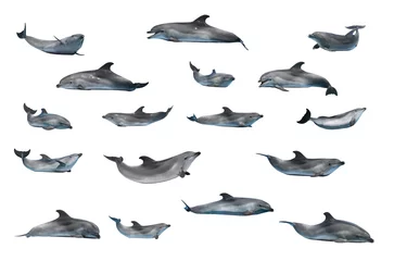 No drill blackout roller blinds Dolphin dolphins