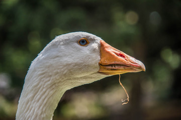 Fototapeta premium gänsekopf