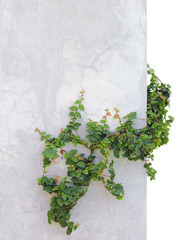 ivy on concrete wall