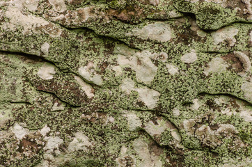 stone surface  in nature