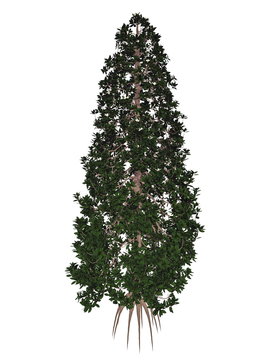 Southern Or Bull Bay, Magnolia Grandiflora Tree - 3D Render