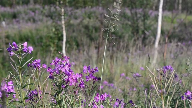 Цветы тундры